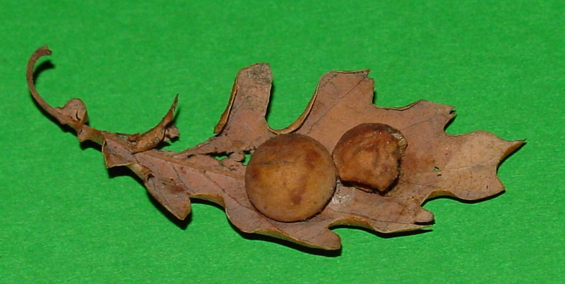 Galla: Cynips quercusfolii